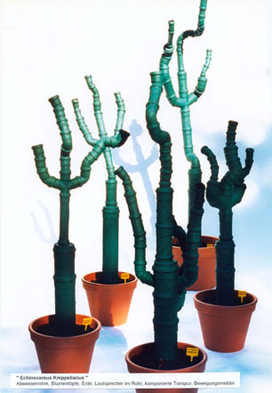 Audio-visuelle Installation -Echinocereus Knippelianus- in der art-ambulance, Berlin