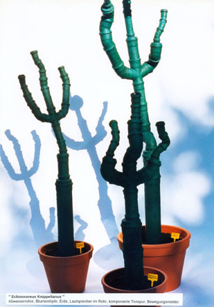 Audio-visuelle Installation -Echinocereus Knippelianus- in der art-ambulance, Berlin