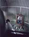 Audio-visuelle Installation -Picknick-