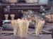 Installation Placenta ausgestellt in St. Petersburg und Berlin 1999